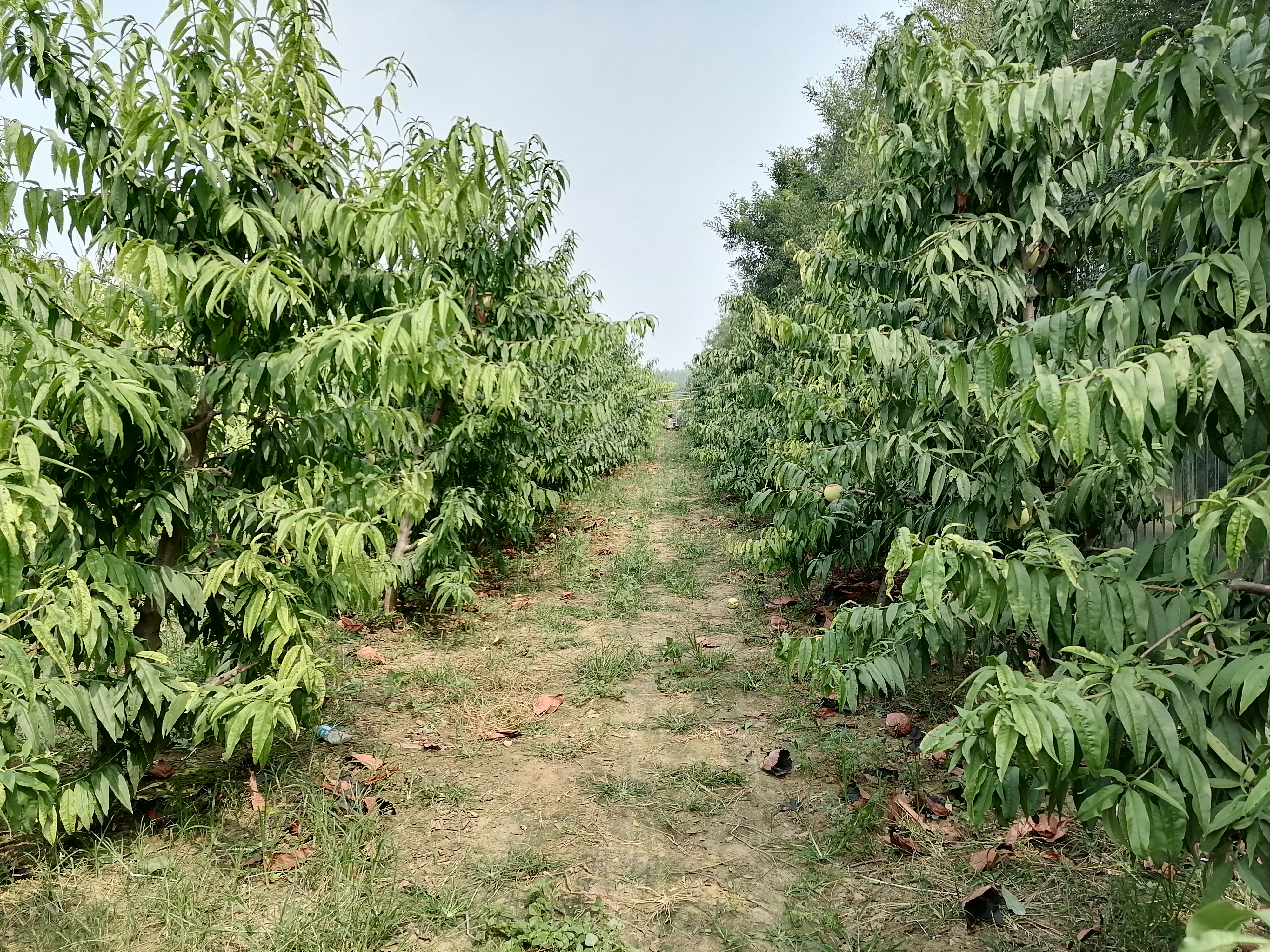 一片阳光明媚的果园中,茂密的桃树上挂满了硕大饱满、粉红带霞的中华寿桃,果实表面覆盖细密绒毛,部分果实已被套袋保护,农民正在树下巡视,背景为青山环绕的田园风光 中华寿桃挂满枝头的果园景象