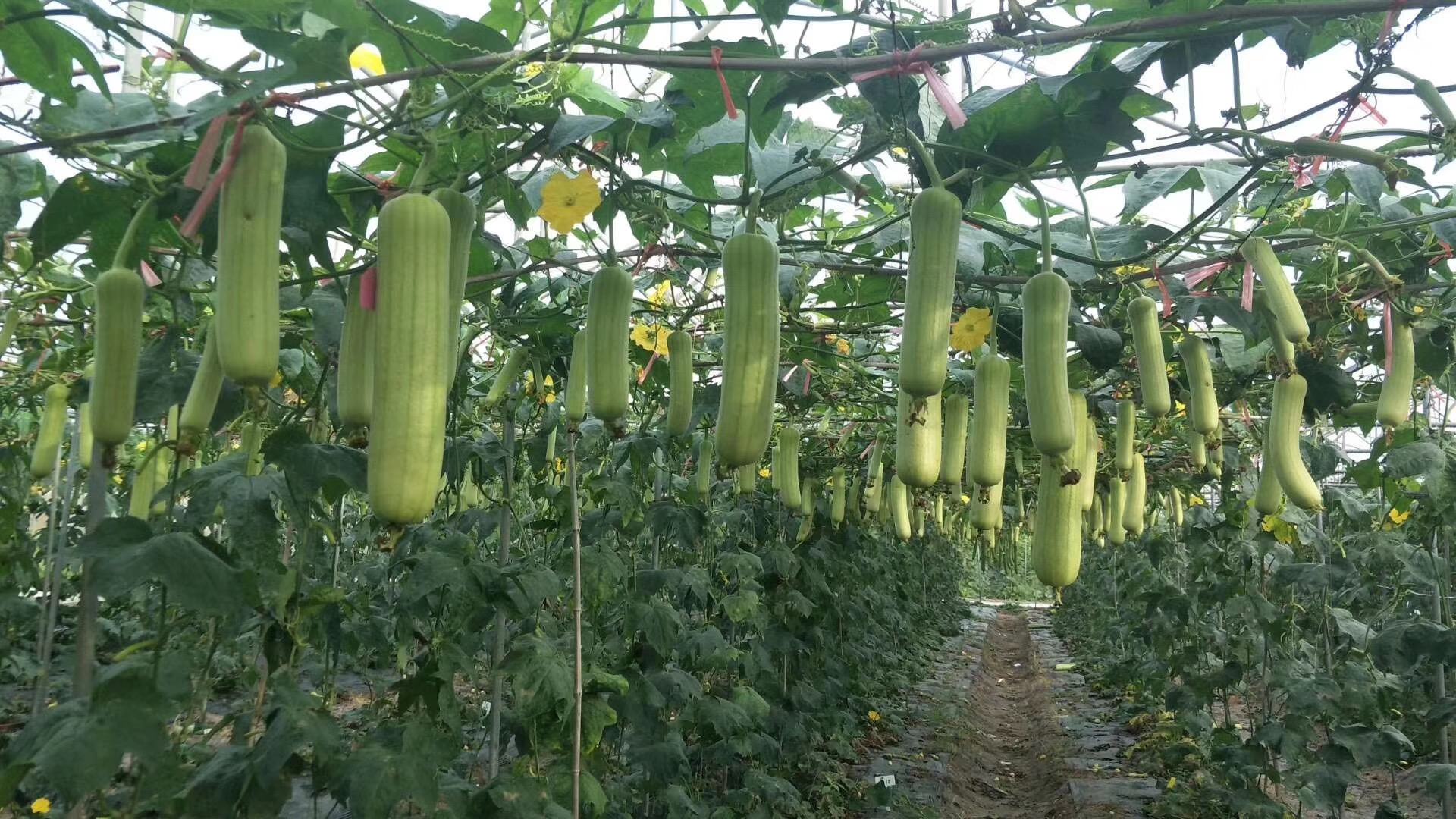 夏季丝瓜棚内控旺操作