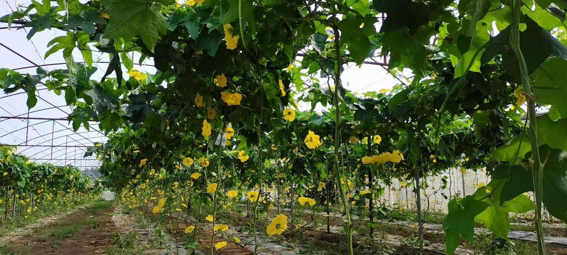 丝瓜藤蔓在林下攀爬示意图