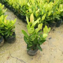 龙船花盆栽四季开花室外花卉绣球花苗庭院阳台生木本植物好养