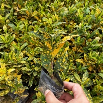 洒金木盆栽洒金榕花卉植物室内阳台室外七彩变叶木绿植变色木