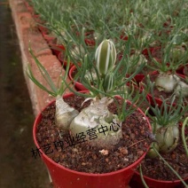 小苍角殿哨兵花球茎多肉植物开花特有奶油香味香水兰百合科肉