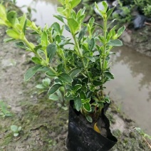 微型金边红花六月雪小盆栽绿植盆景办公室室内装饰盆栽