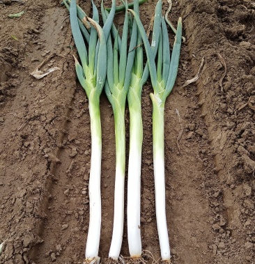 长白大葱白好粗度好沈阳货