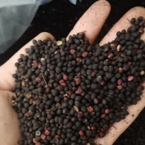 四川花椒泡脚专用花椒籽带花椒壳