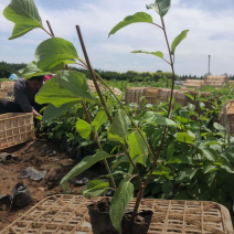 红瑞木30/50/70/80规格齐全成活率高价格优惠精品