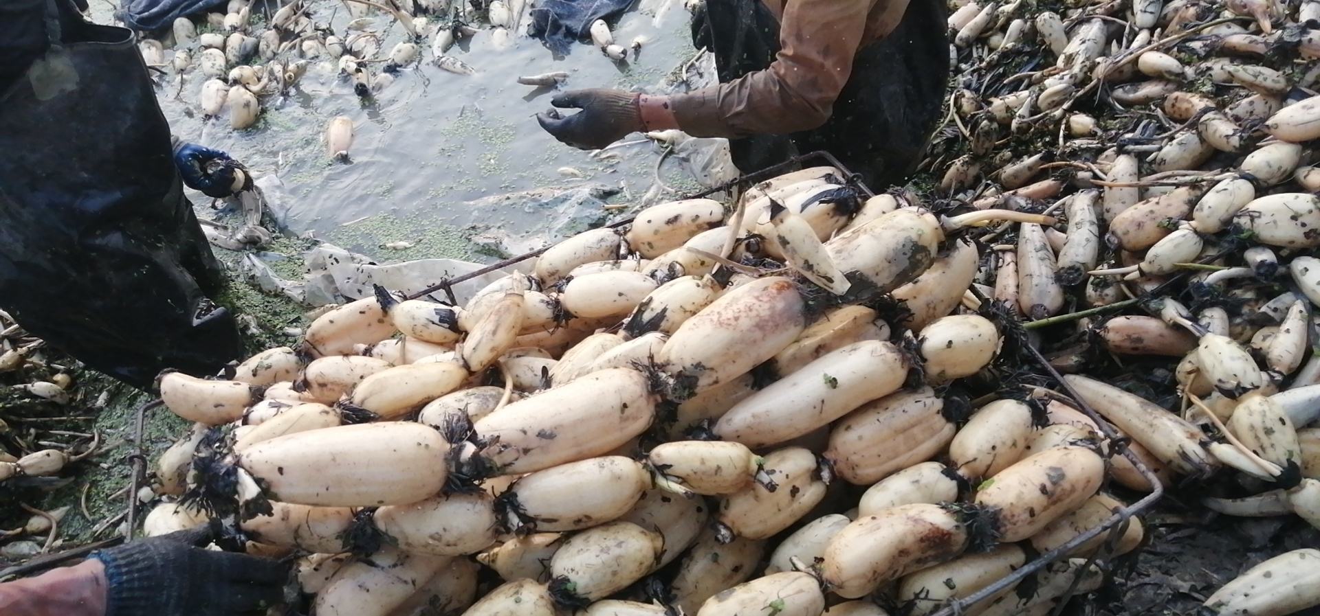 湖北洪湖白莲藕采收场景