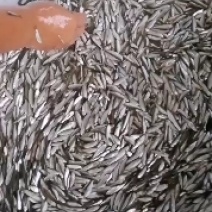 白条鱼