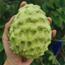 新鲜水果释迦果番荔枝释迦果佛头果一件代发对接电商直播