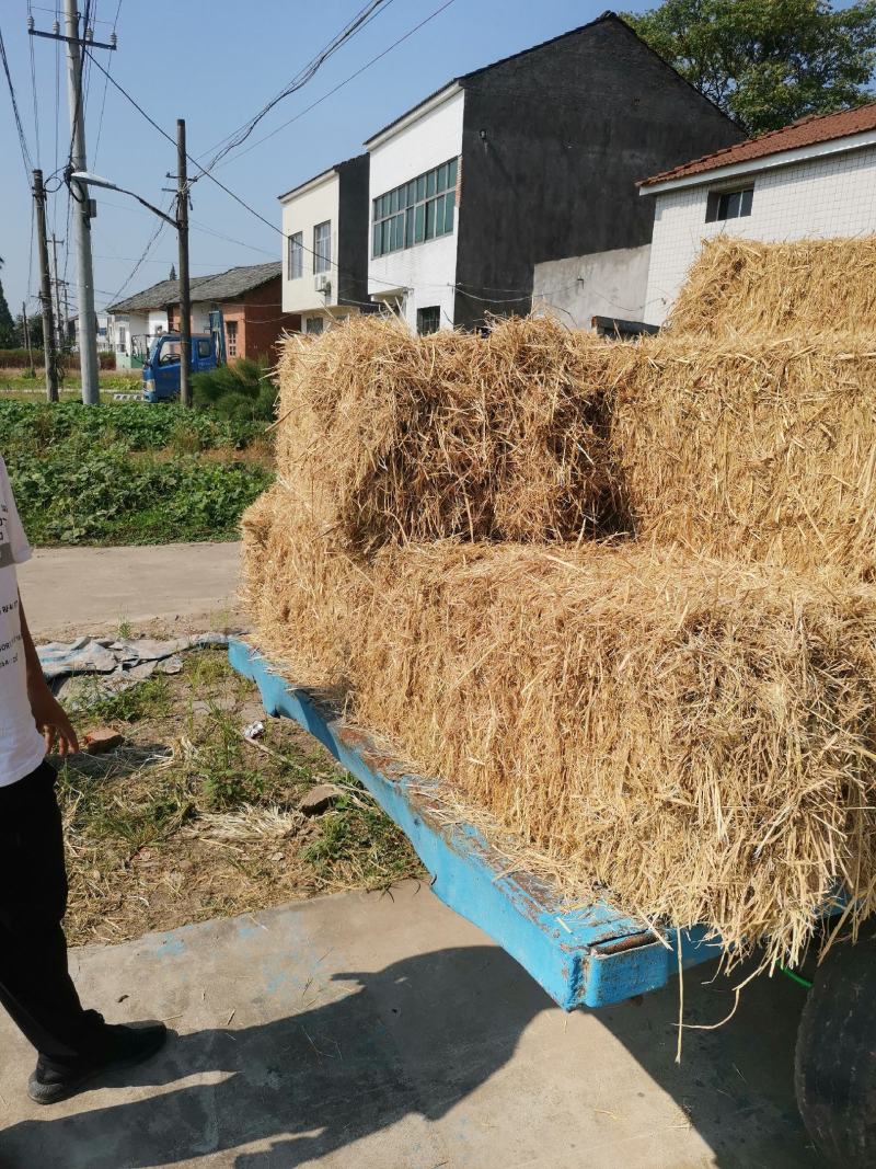 湖北干稻草批发图片