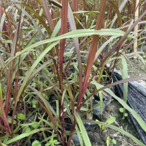 四川成都温江基地直销紫叶芦苇，规格齐全，货源充足，批发