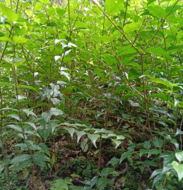 [苦丁茶苗批发]苦丁茶小苗价格1.50元/棵 - 一亩田