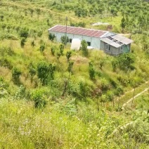 阳山荒地1000亩