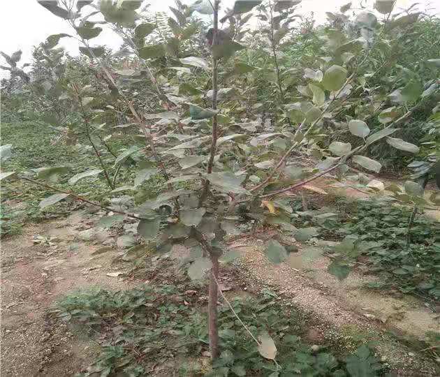 苹果树修剪前后对比图
