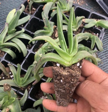 佛手托金多肉植物佛手掌舌叶花宝绿花精品室内净化空气千佛手