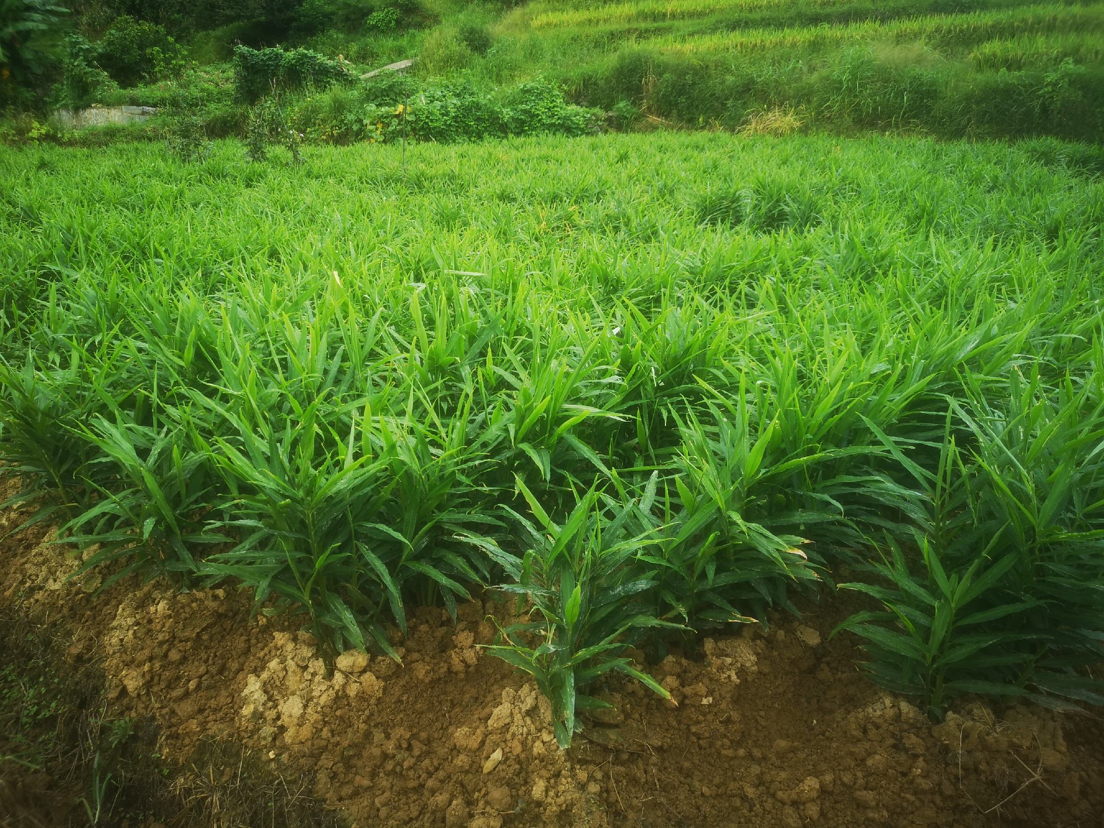 一片绿意盎然的姜田,农民正在弯腰采收子姜,篮子里堆满带泥的新鲜嫩姜,远处是青山与薄雾,展现原生态种植环境 农田丰收场景