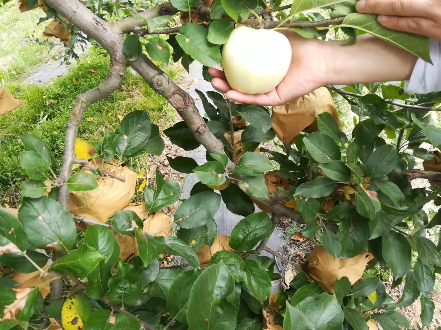 黄元帅苹果果园实景