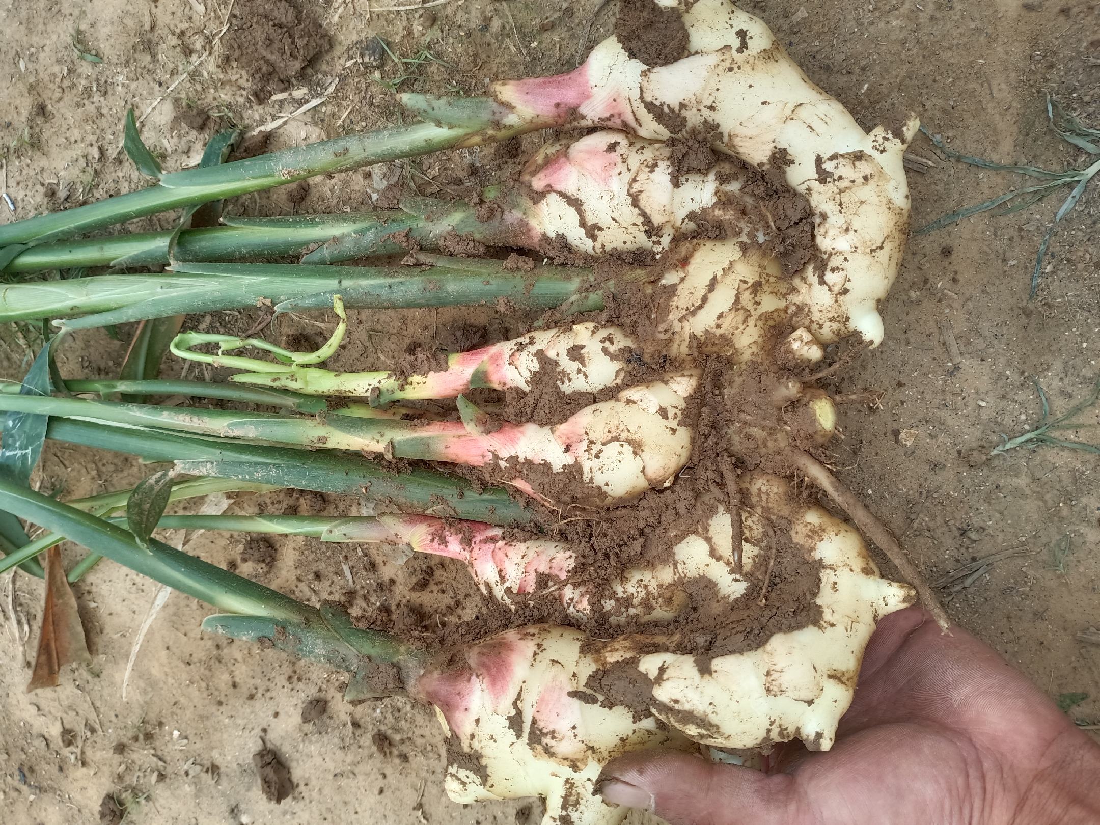 新鲜采摘的红芽姜整株展示：带湿润泥土的姜块呈浅黄褐色，表面光滑少须，顶部保留3–4厘米完整粉红芽体，芽体饱满挺立，略带蜡质光泽；旁边散落2–3片嫩绿姜叶，背景为竹编簸箕与亚麻布衬底