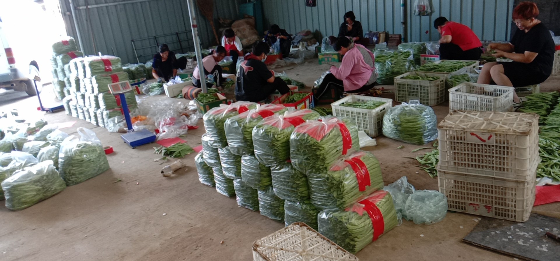 扁豌豆加工生产线