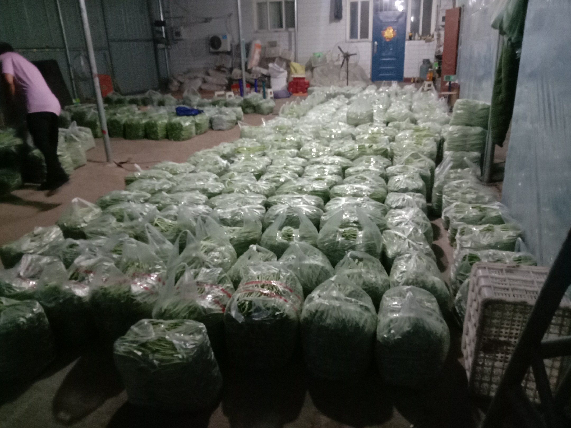 一名农户手持塑料瓶正在向扁豆植株根部缓慢倾倒药液,植株位于垄上,周围有其他健康植株,地面覆盖地膜,操作人员戴橡胶手套,背景为清晨露水未干的菜园 扁豆植株灌根施药操作现场