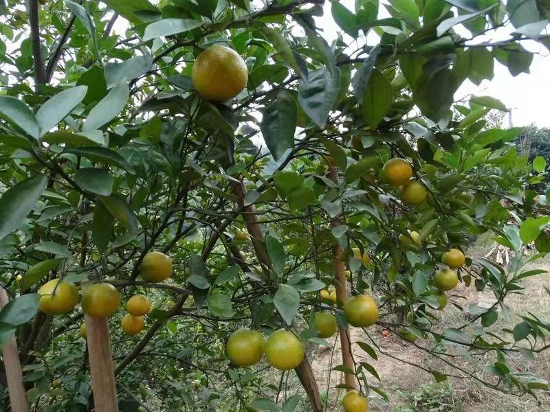 皇帝柑果园实景图