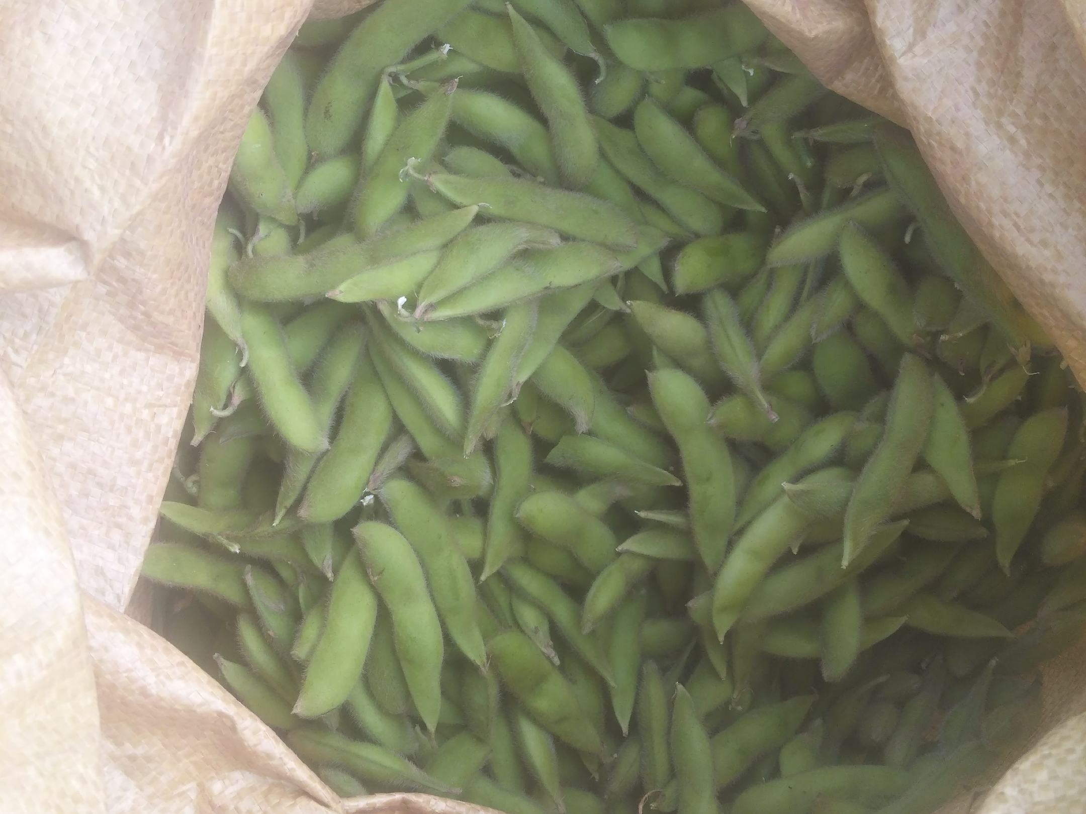 一篮子新鲜采摘的绿色蚕豆荚 新鲜翠绿的蚕豆荚