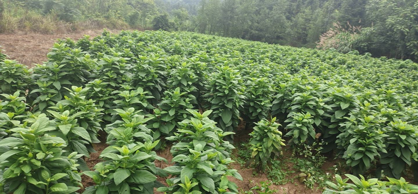 无人机俯拍视角下的葛根种植基地,大片绿色藤蔓覆盖丘陵坡地,农民正在田间采挖葛根,远处可见晾晒棚和清洗设备,体现规模化生态种植场景 葛根种植基地航拍图