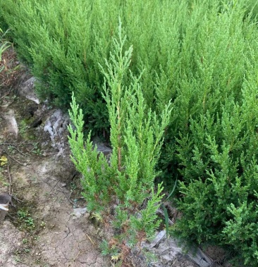 塔柏苗塔柏小苗30公分到50公分精品塔柏小苗