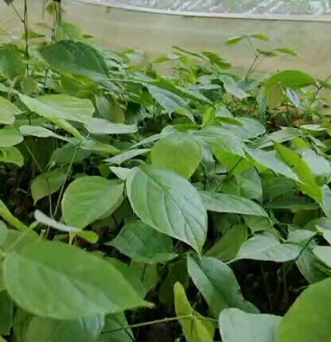 鸡血藤苗 广西金秀汇萃本草鸡血藤苗,自有育苗基地