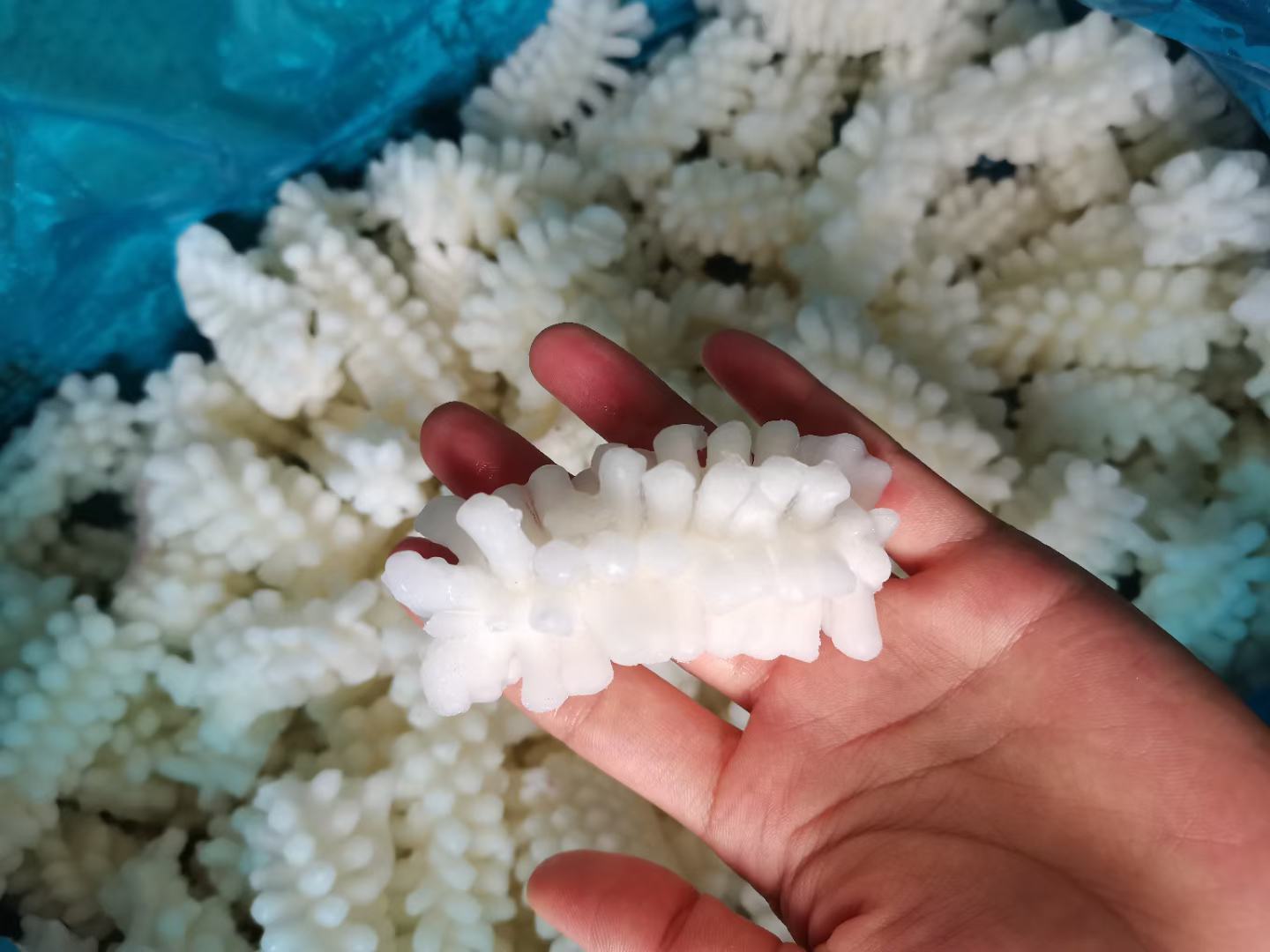 花蛤美食拼盘