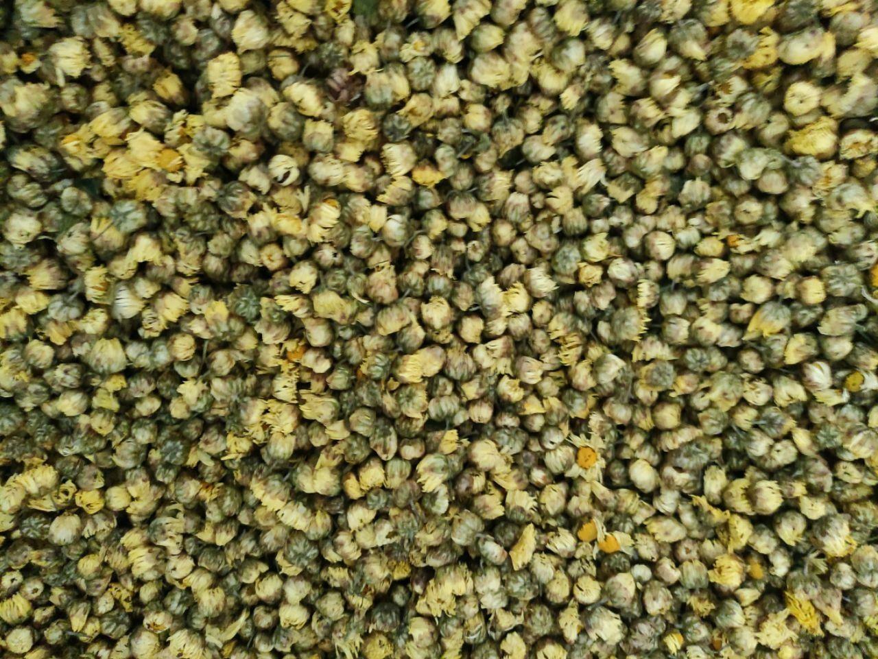 胎菊与杭白菊的对比图