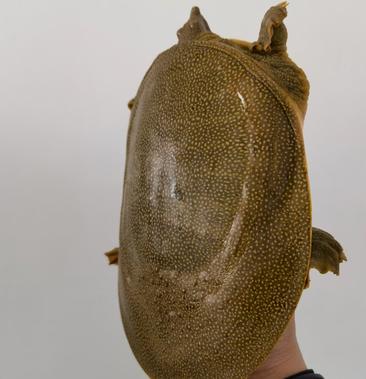 黄甲鱼百科图片