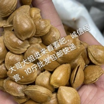 2023年纸皮小龙杏核开口，质量好，包邮