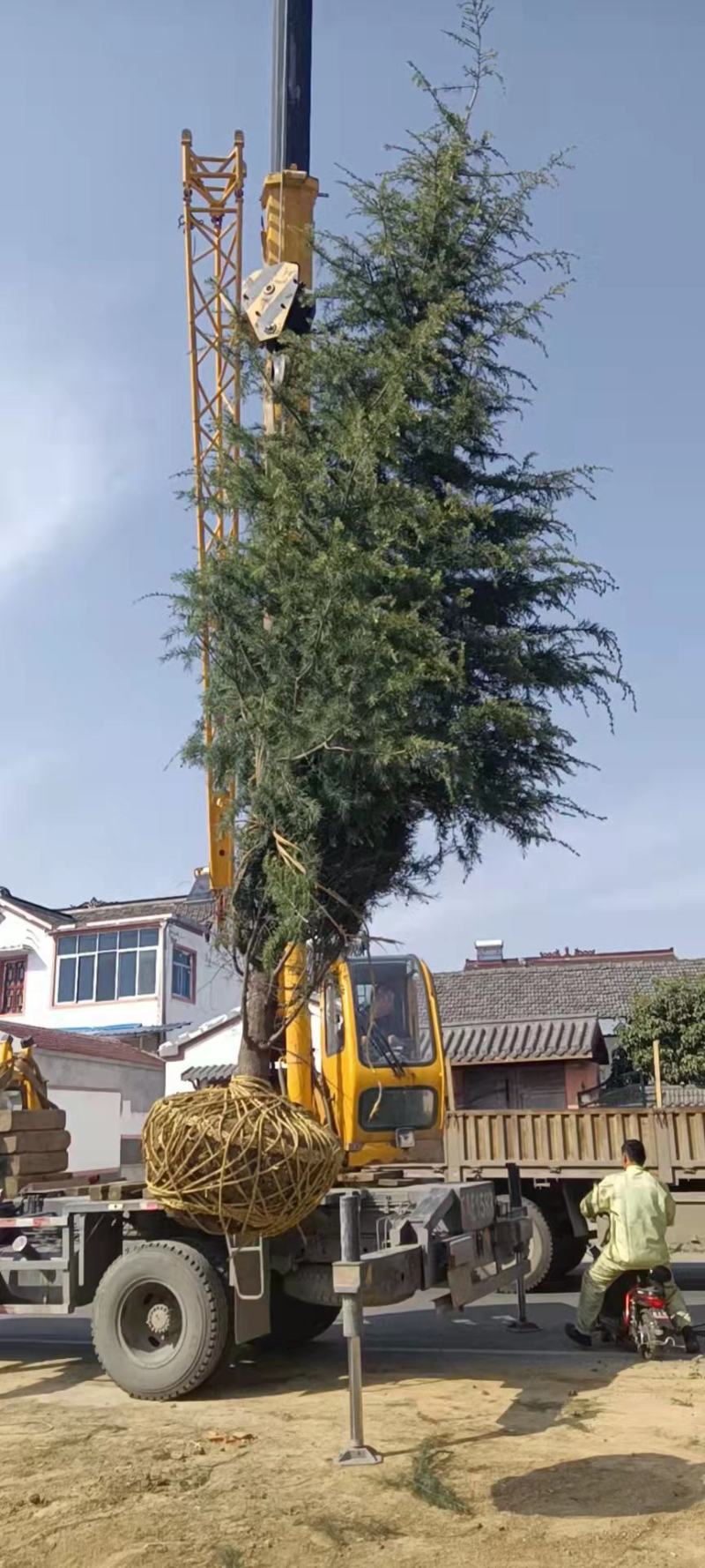 南京雪松树苗批发基地图片