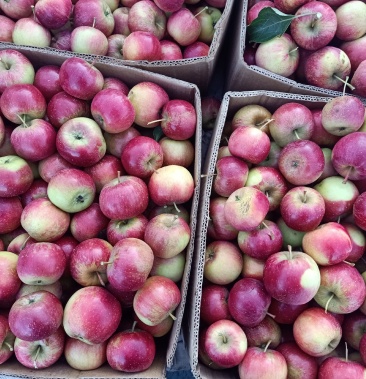 [风流果批发]出售龙凤果价格2.30元/斤 - 一亩田