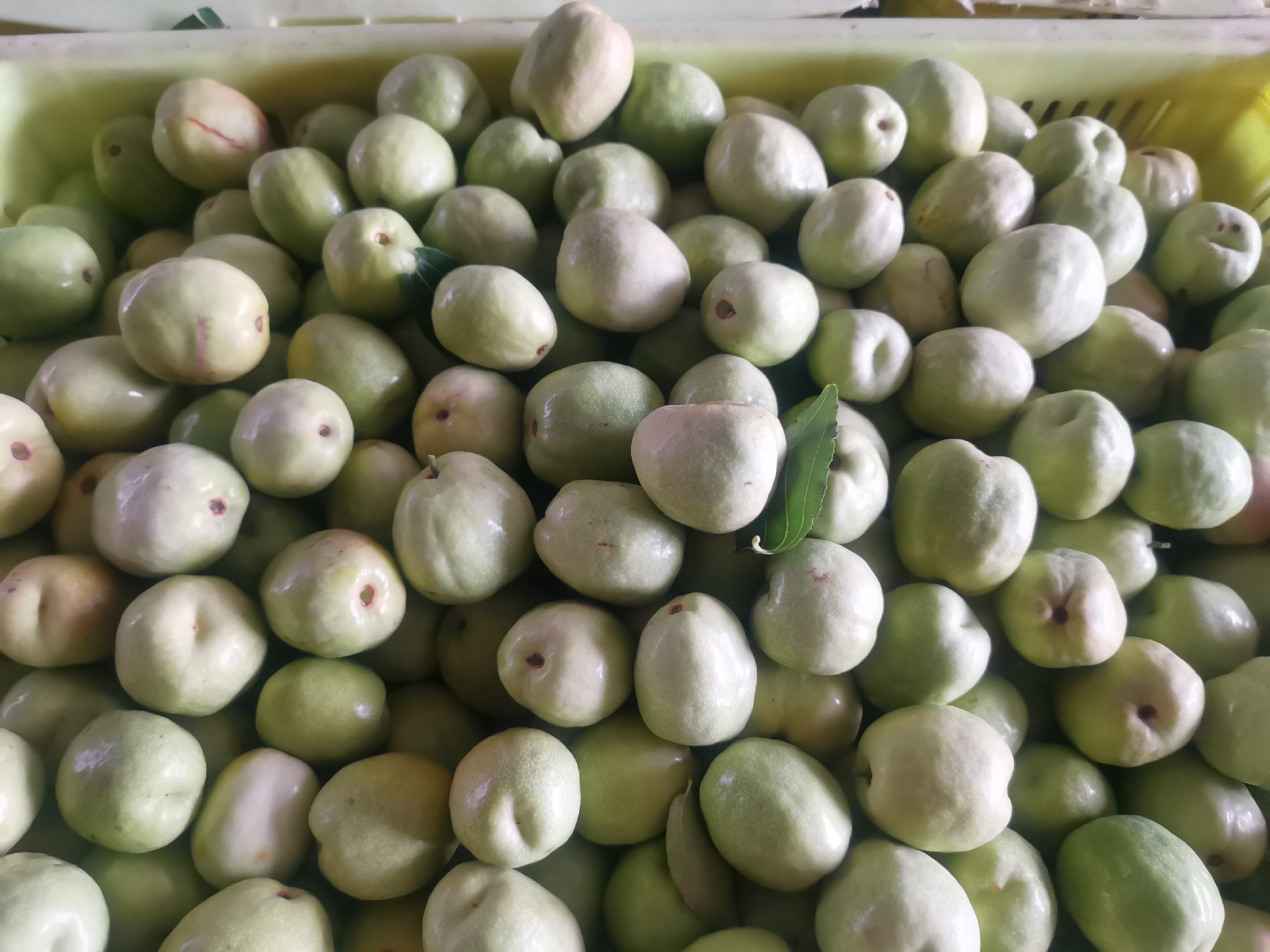 展示新鲜脆枣的高清特写图片,枣皮光滑、颜色鲜亮 脆枣特写