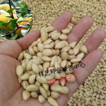 新采优质桔子种子橘子种子柑橘种子红橘种子果树种子