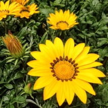 勋章菊种子四季花种子非洲太阳花菊花阳台庭院盆栽花卉种籽