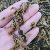 全蝎，蝎子野生新货体形大整条不碎质量保证，一件100克装