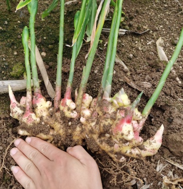 本地小黄姜山东二号姜