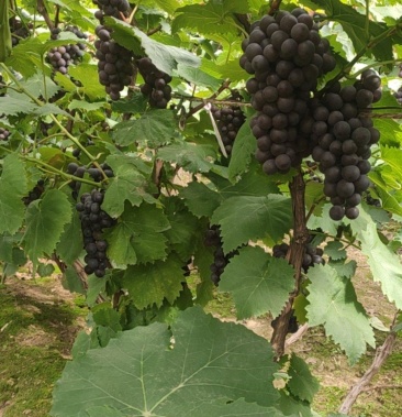 [葡萄批发]香悦葡萄价格2.50元/斤 - 一亩田