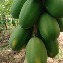 木瓜