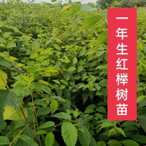 榉树红榉树榉树苗榉树小苗红榉树价格〔批发〕1.5元一棵
