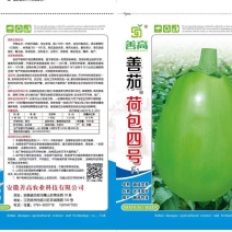 善茄荷包四号茄子种子，果皮油绿光亮,果肉浅绿色