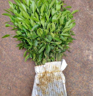 [橙子苗批发]小叶软枝香橙苗批发价格0.15元/棵 - 一亩田