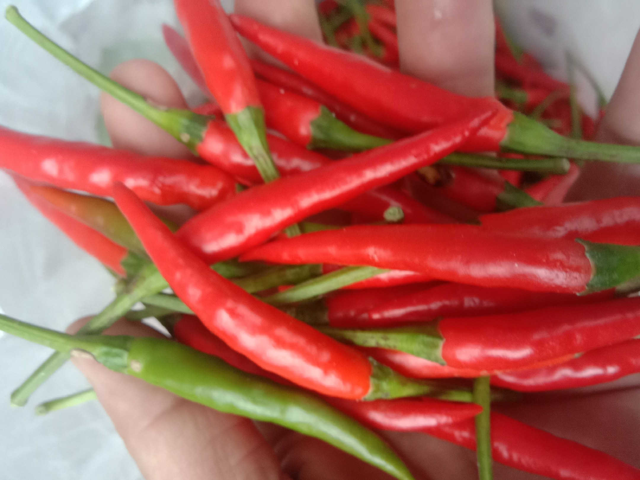 一束新鲜采摘的泰式小米椒,呈细长锥形,颜色为鲜艳的深红色,表面光滑有光泽,蒂部绿色完整,背景为浅色木质砧板,旁边配有白色陶瓷小碗盛放切碎的辣椒末 新鲜泰式小米椒特写