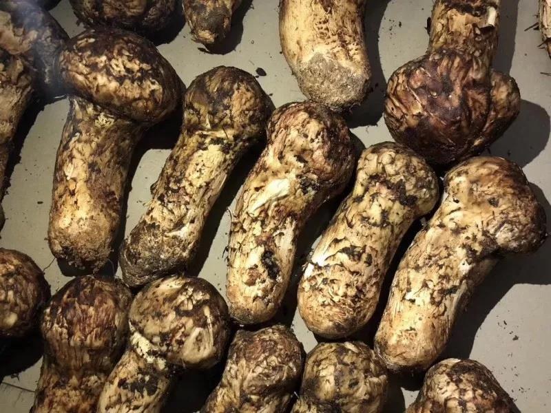 松茸料理的精美图片,展示松茸清蒸或烤制后的诱人状态 松茸料理的精美图片