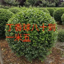 河北丁香球，河北丁香球厂家直销