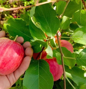 [苹果批发]香槟果价格2.00元/斤 - 一亩田