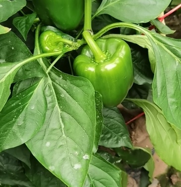 [鲜辣椒批发]绿椒价格1.10元/斤 - 一亩田